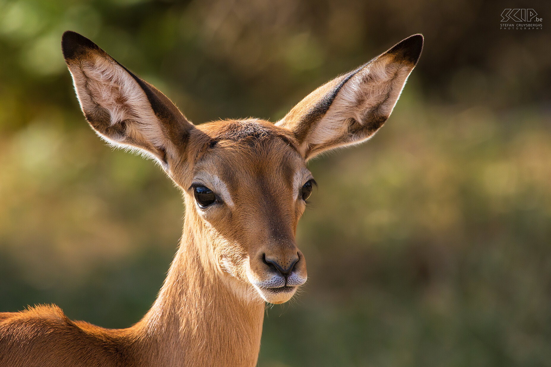 Samburu - Impala Close-up foto van een vrouwelijke impala. Stefan Cruysberghs